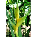 Caribaea X Bihai Emerald Yellow - HEG - 172